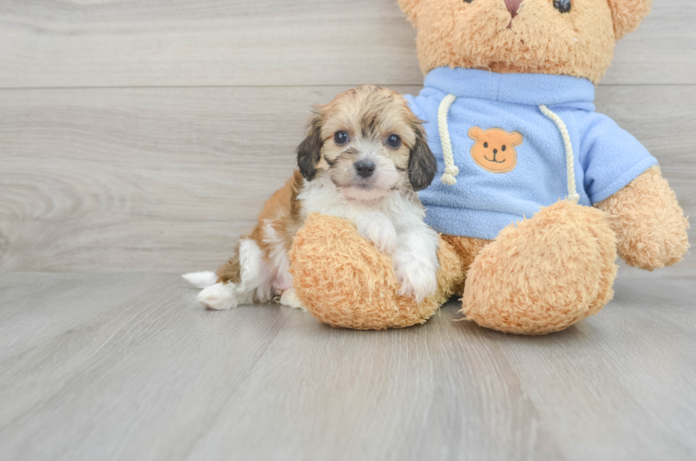 6 week old Cavachon Puppy For Sale - Simply Southern Pups