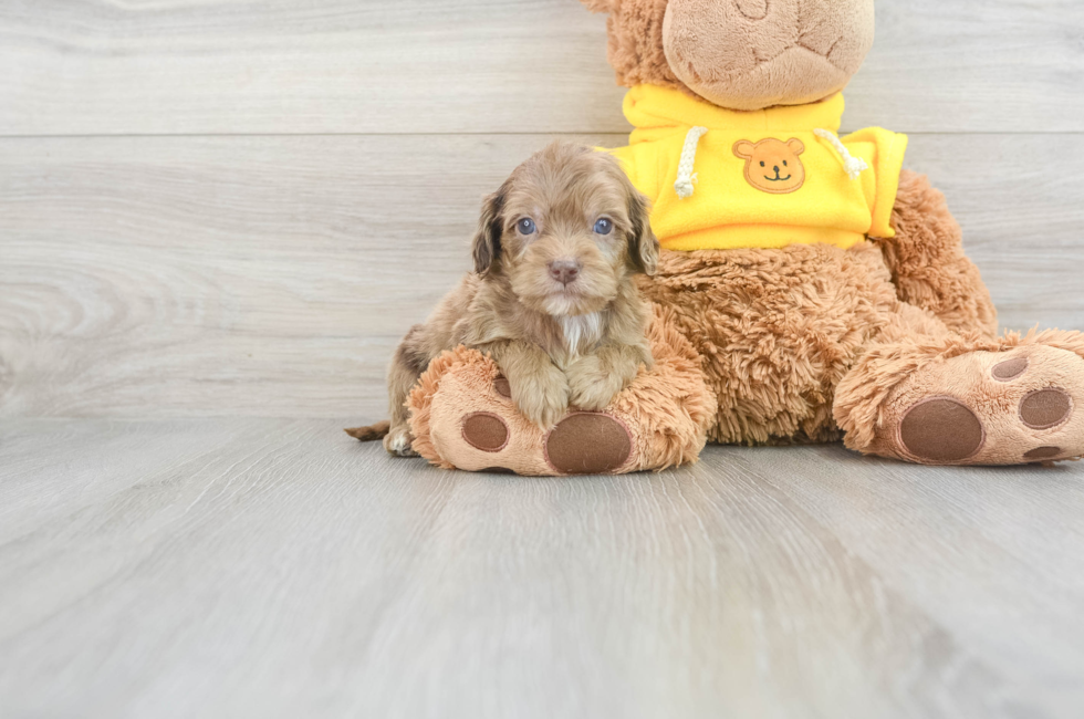 9 week old Cavapoo Puppy For Sale - Simply Southern Pups