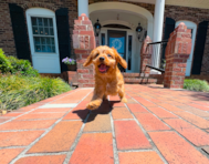12 week old Cavapoo Puppy For Sale - Simply Southern Pups
