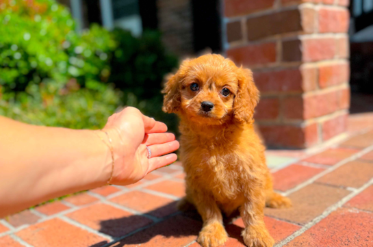 Cute Cavapoo Poodle Mix Pup