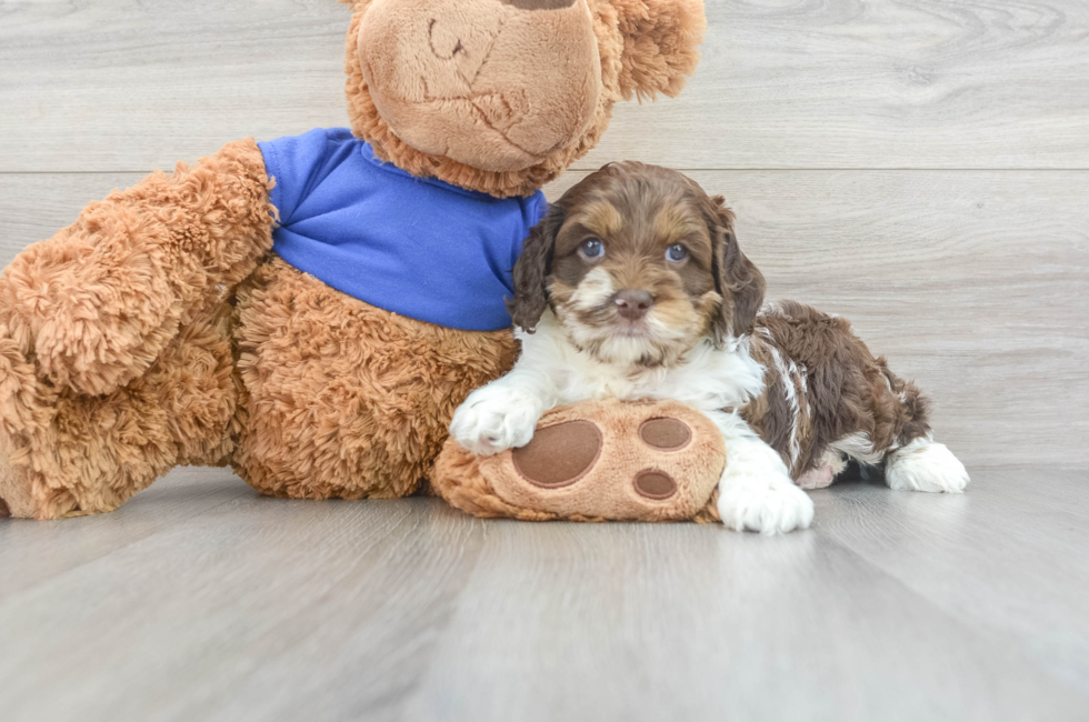 5 week old Cockapoo Puppy For Sale - Simply Southern Pups