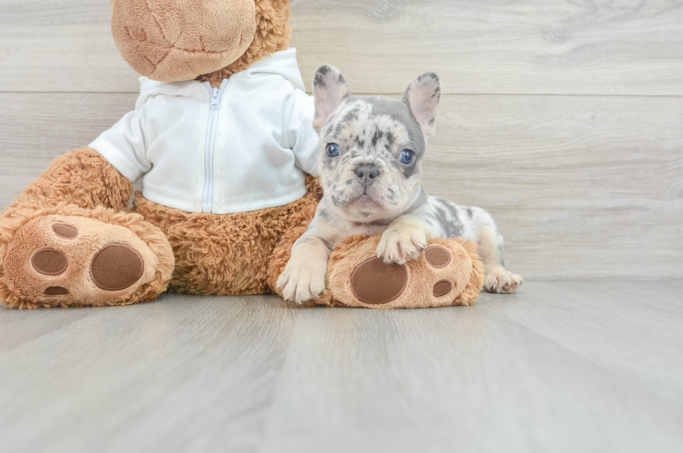 7 week old French Bulldog Puppy For Sale - Simply Southern Pups