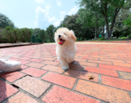 13 week old Maltipoo Puppy For Sale - Simply Southern Pups