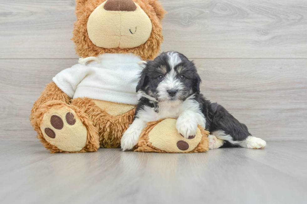 5 week old Mini Aussiedoodle Puppy For Sale - Simply Southern Pups