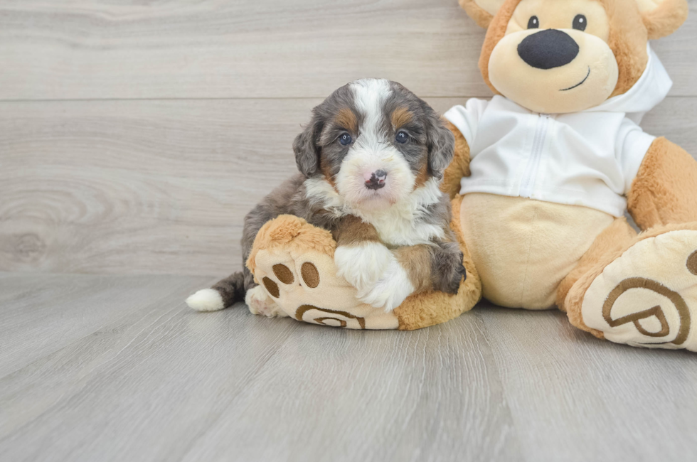 7 week old Mini Bernedoodle Puppy For Sale - Simply Southern Pups