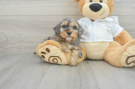 Popular Mini Bernedoodle Poodle Mix Pup