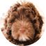 Mini Portidoodle Puppies For Sale - Simply Southern Pups