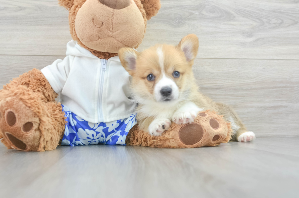 6 week old Pembroke Welsh Corgi Puppy For Sale - Simply Southern Pups