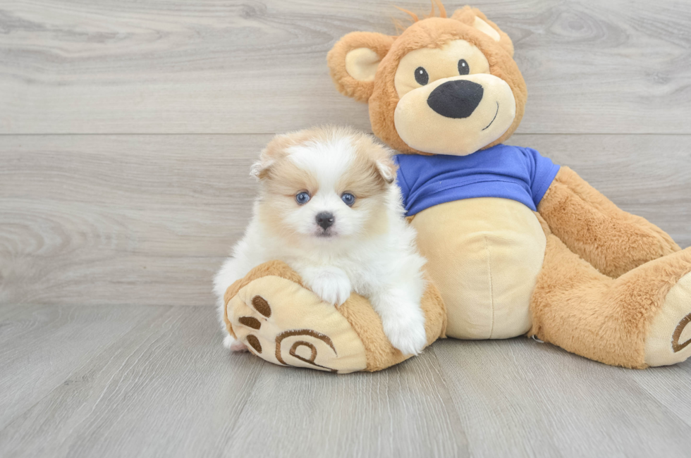 6 week old Pomeranian Puppy For Sale - Simply Southern Pups