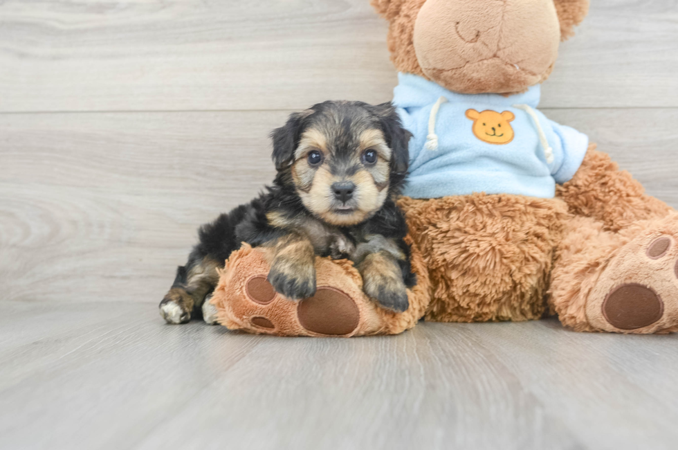 5 week old Yorkie Chon Puppy For Sale - Simply Southern Pups