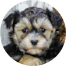 Yorkie Chon Puppies For Sale - Simply Southern Pups