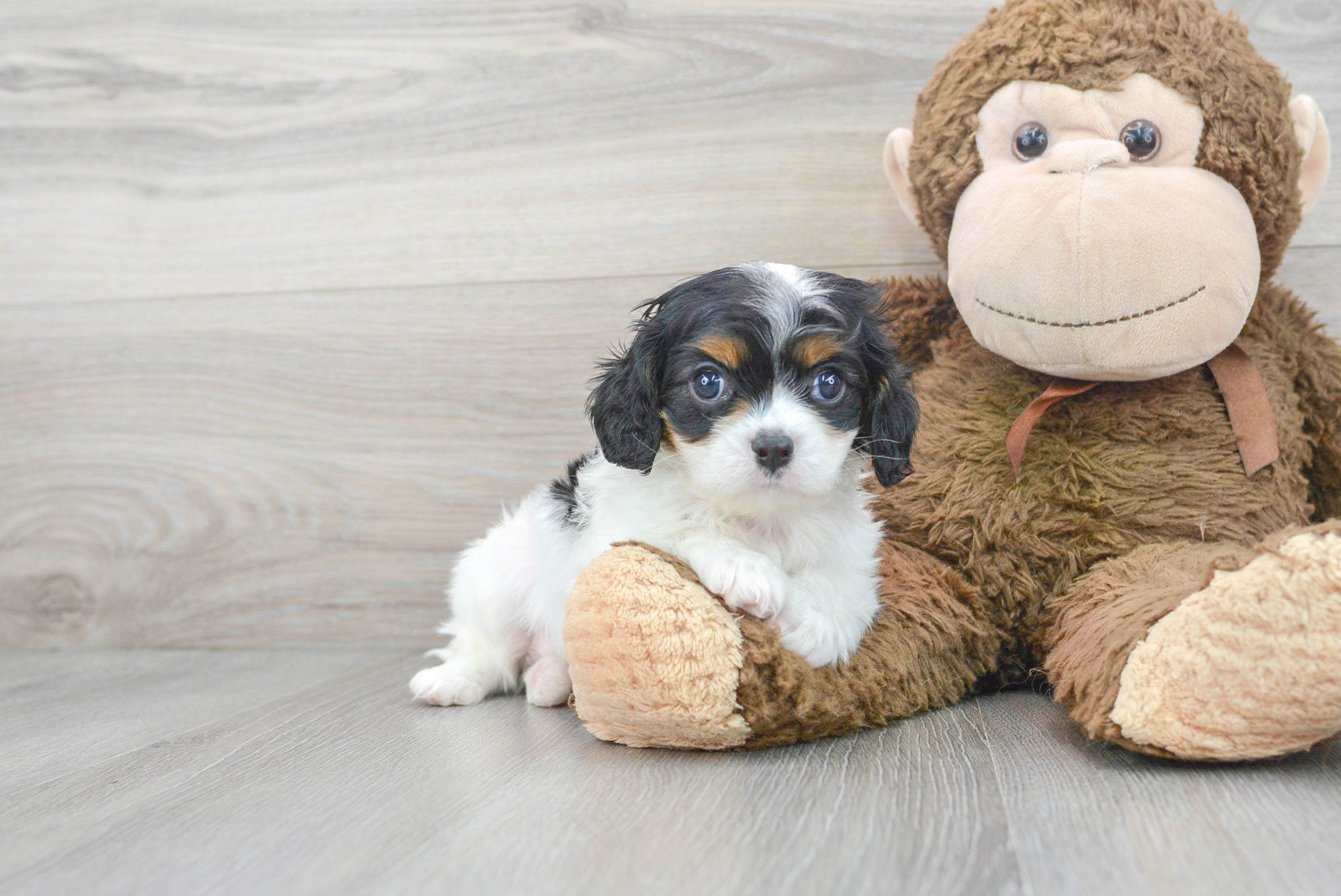 Webkinz king cheap charles spaniel