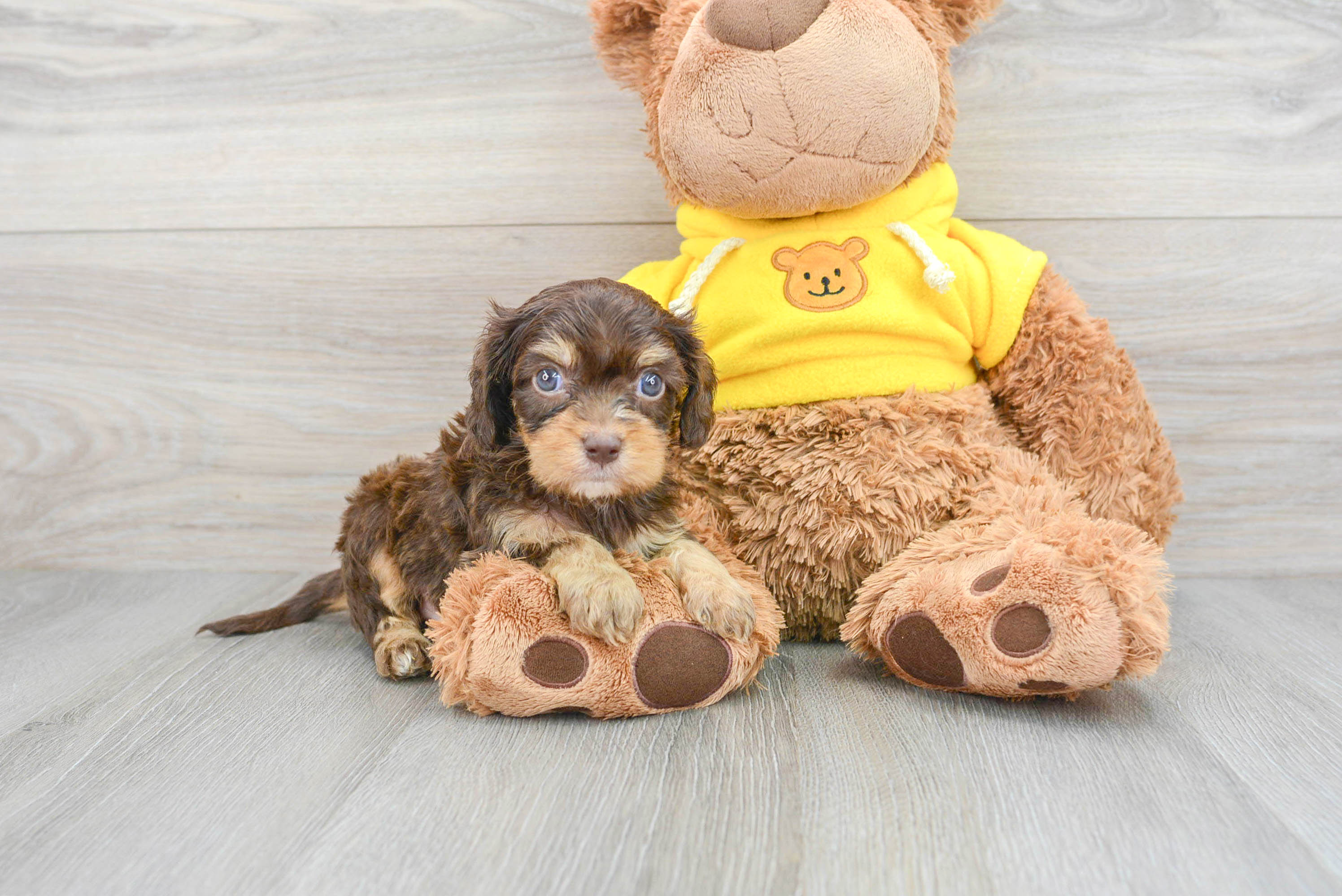 cavapoo stuffed animal