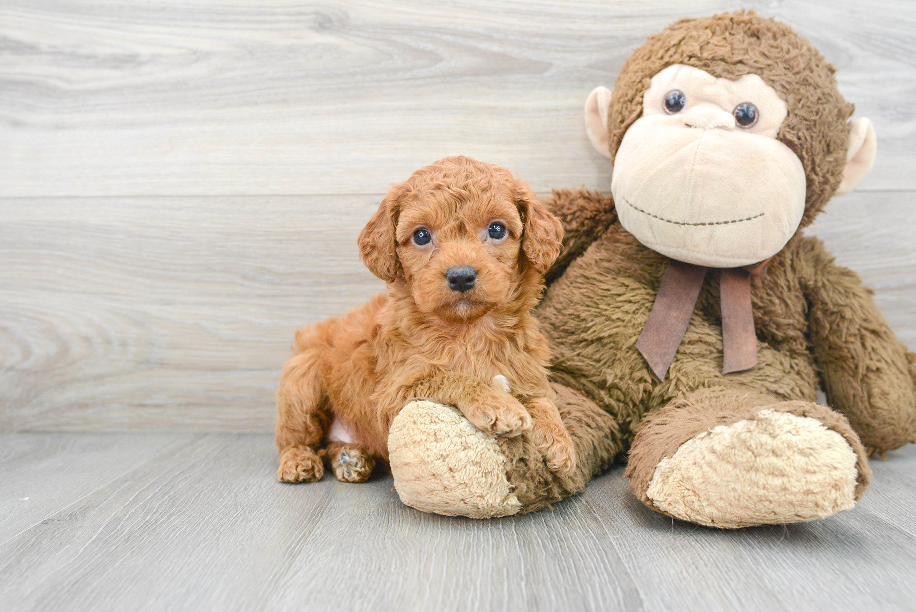 cajun toy puppies