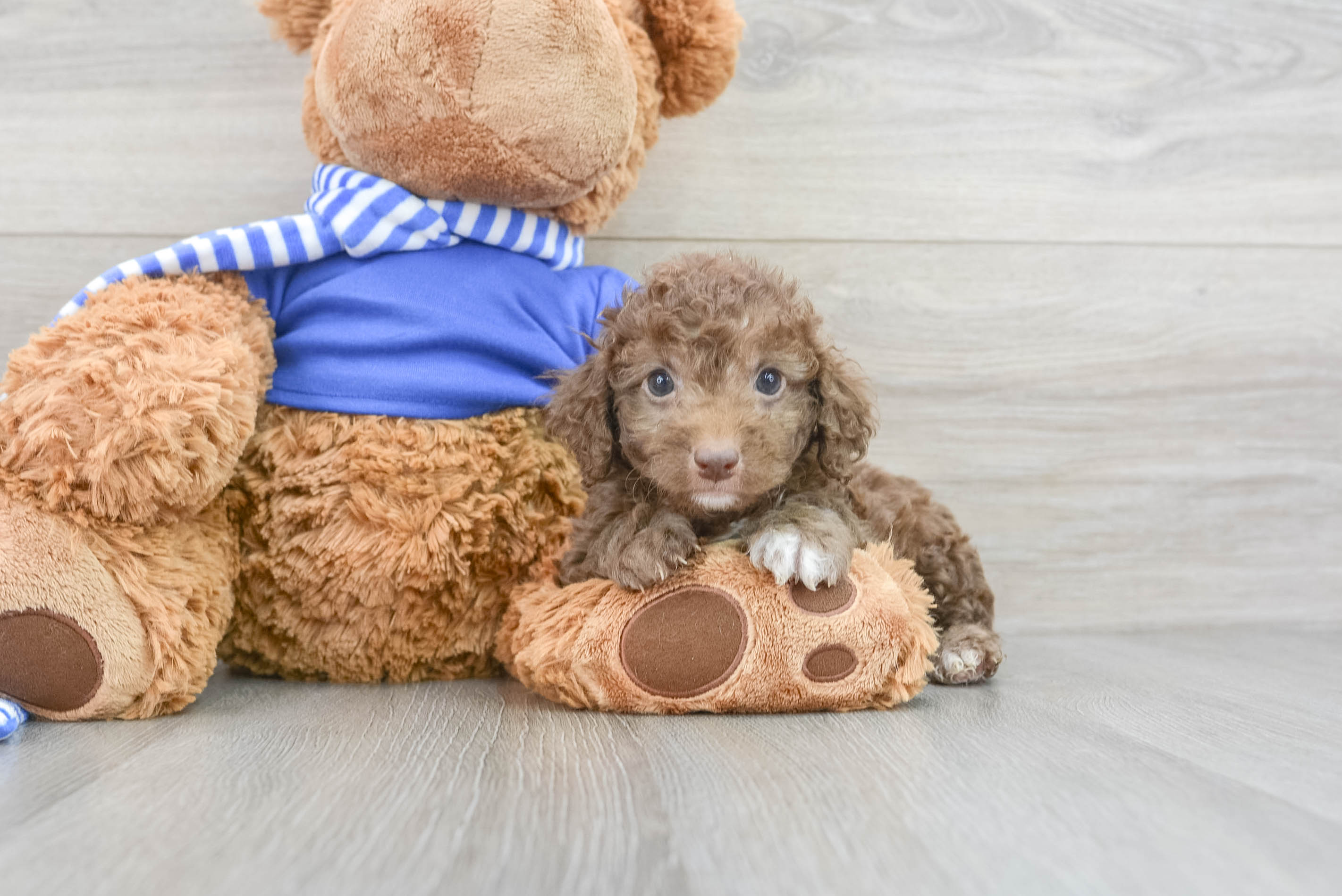 Teddy bear cockapoo clearance for