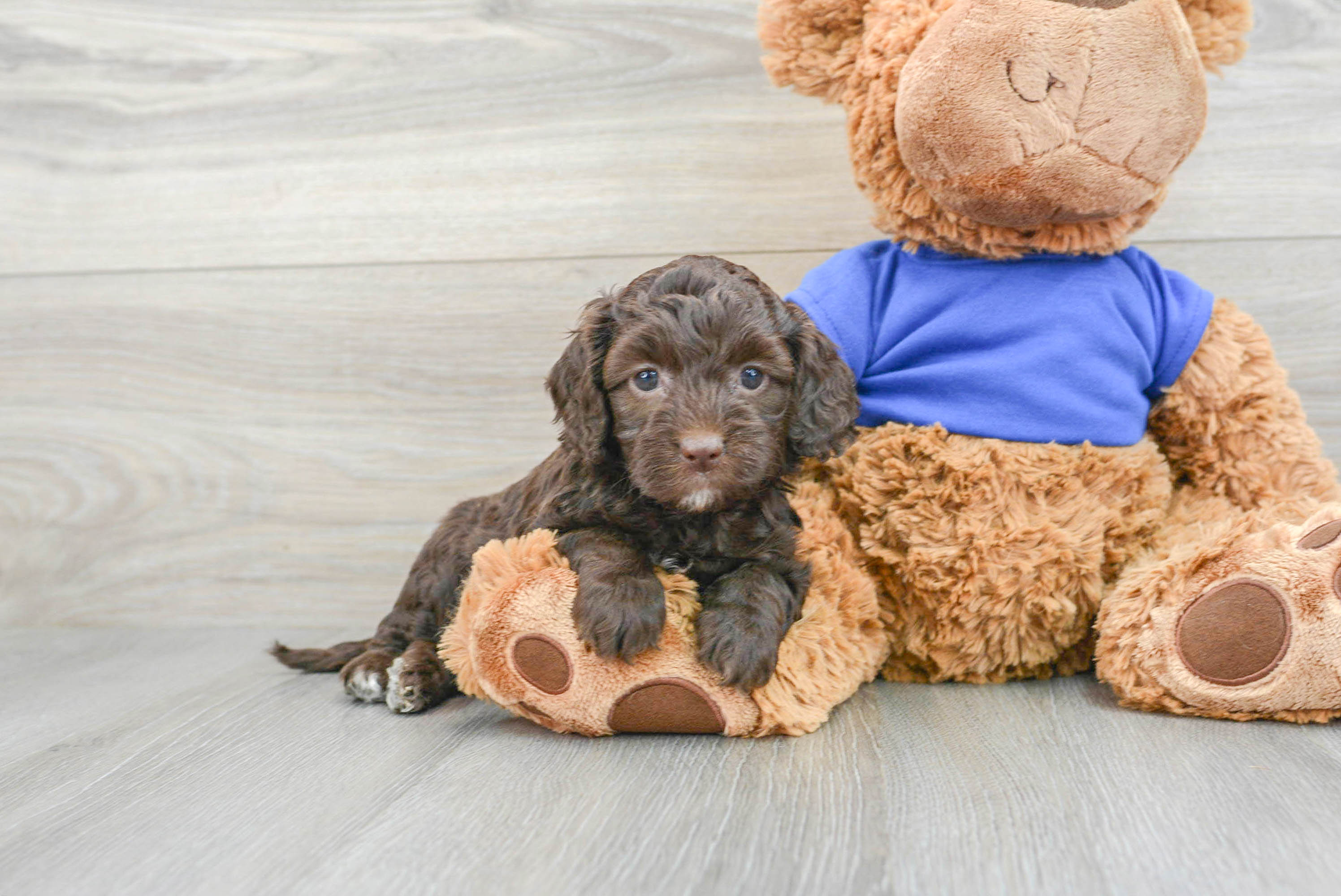 Teddy bear cockapoo shop puppies for sale