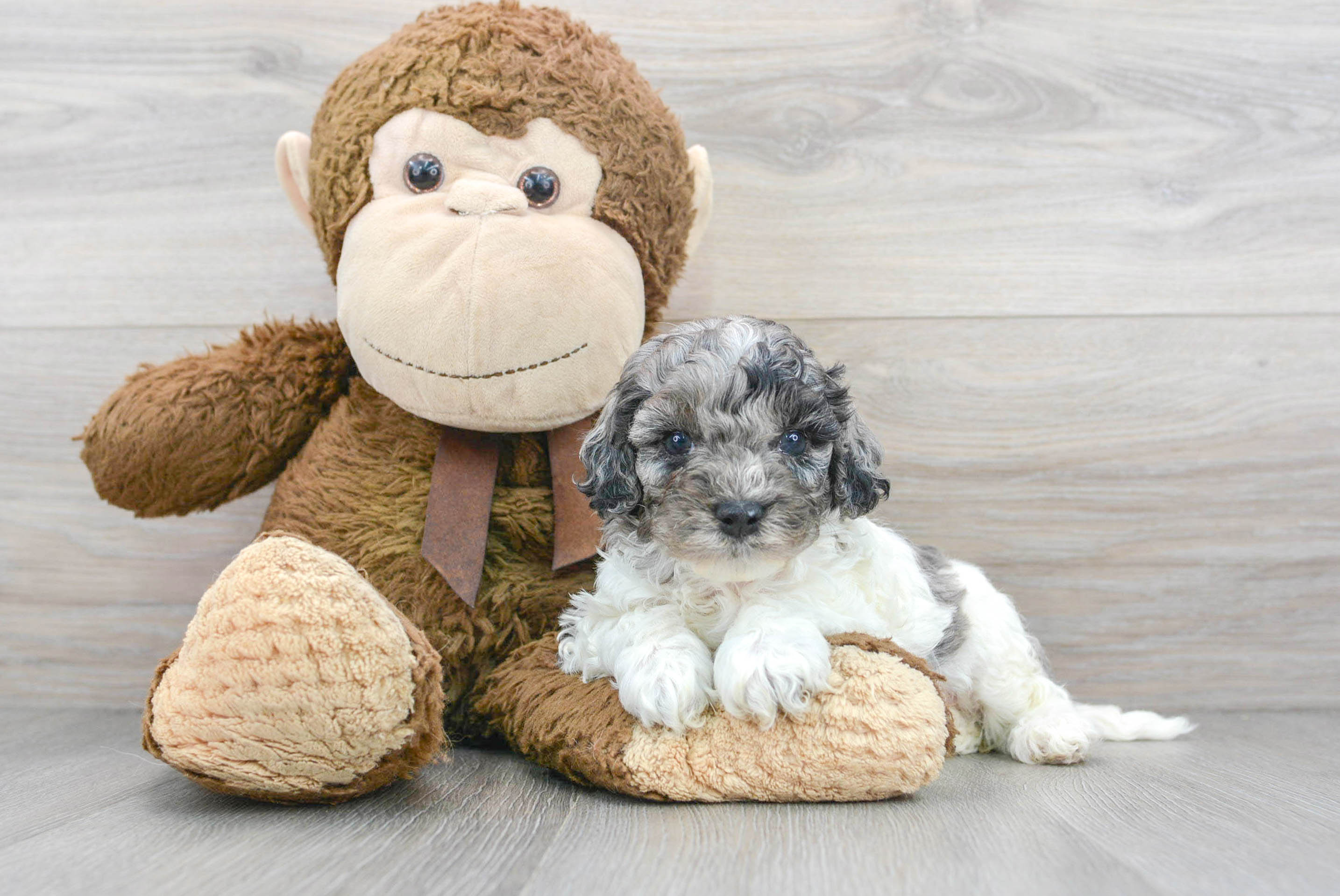 Grey and best sale white cockapoo