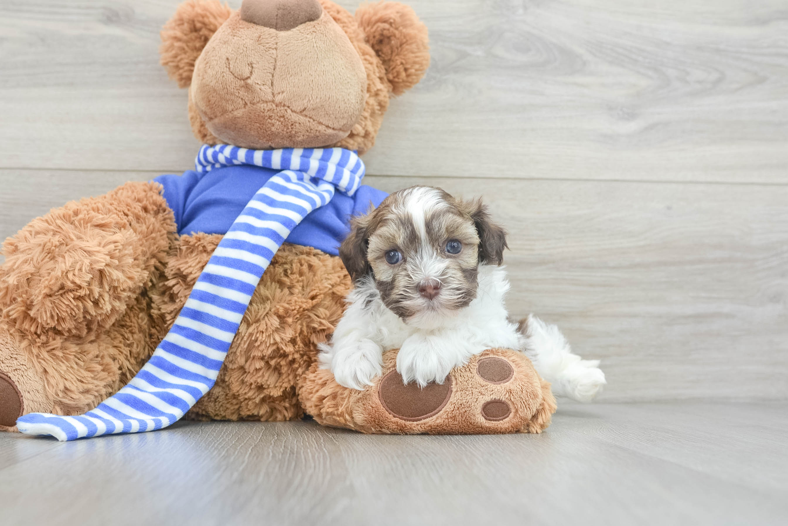 Havanese teddy bear puppies for sale online