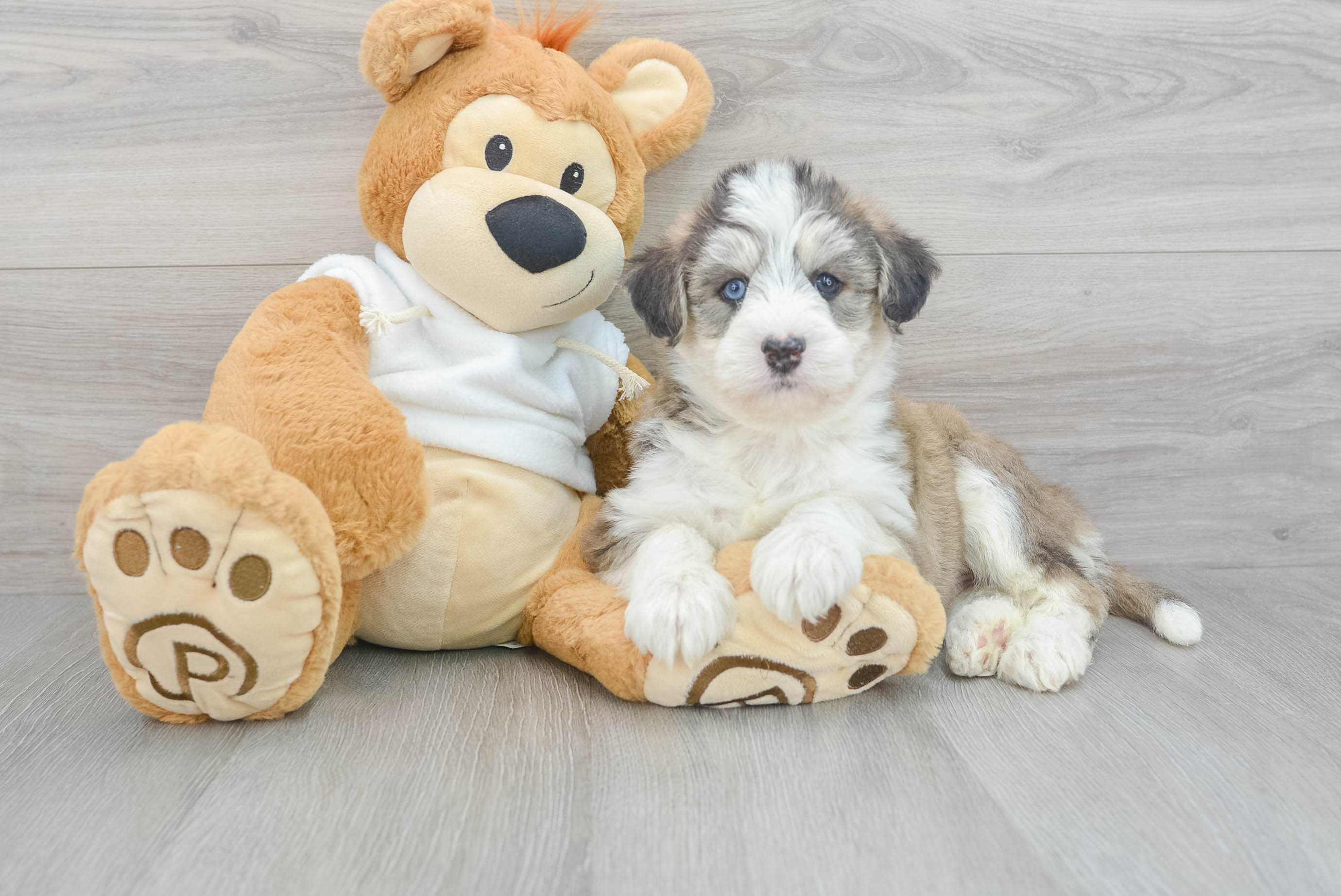 セール❗️ yello moon × celso tatuta dwarf pup Cute Mini Huskydoodle Azure: 13lb 4oz Doodle Puppy