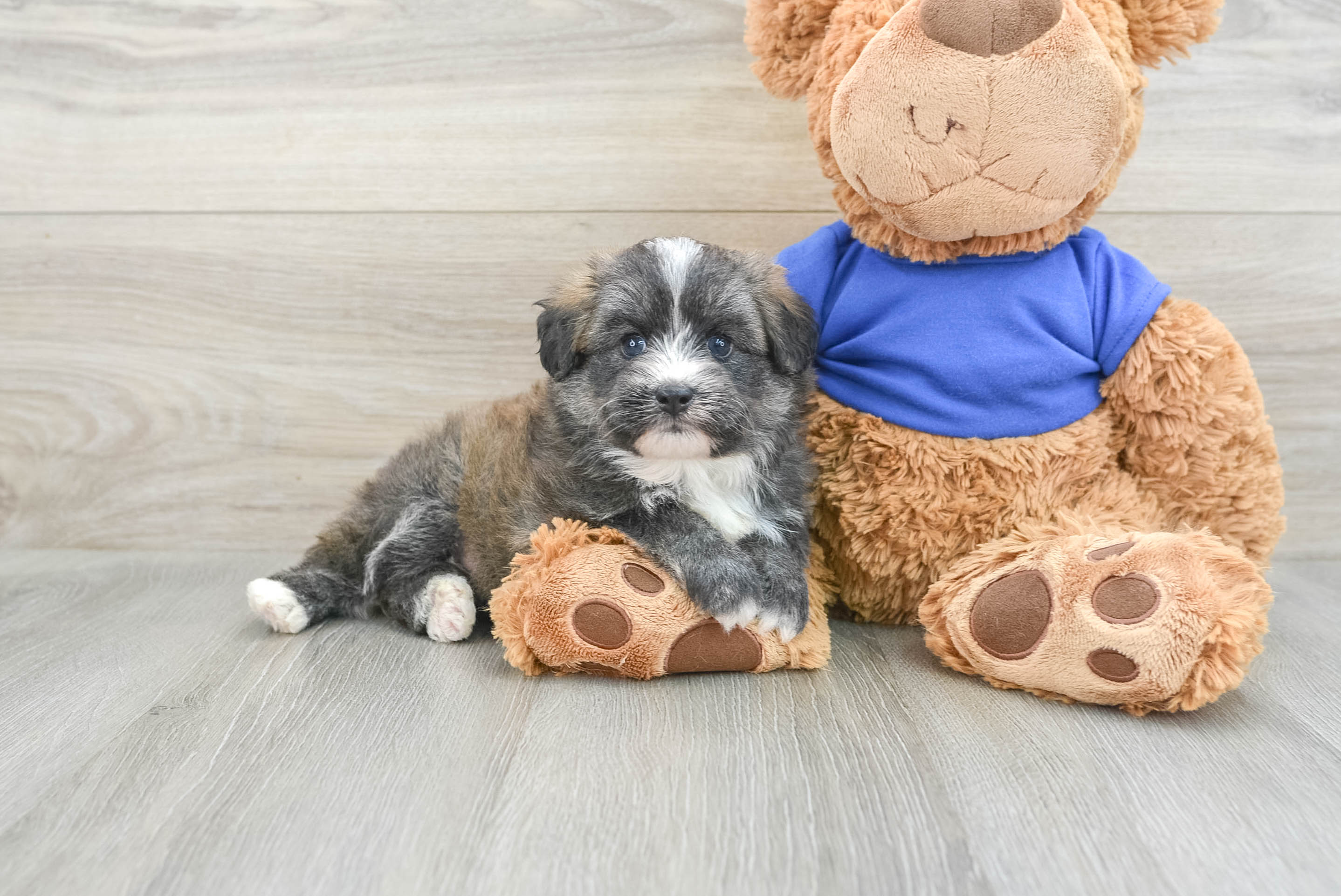 Hypoallergenic Mini Pomskydoodle Azure: 4lb 1oz Doodle Puppy