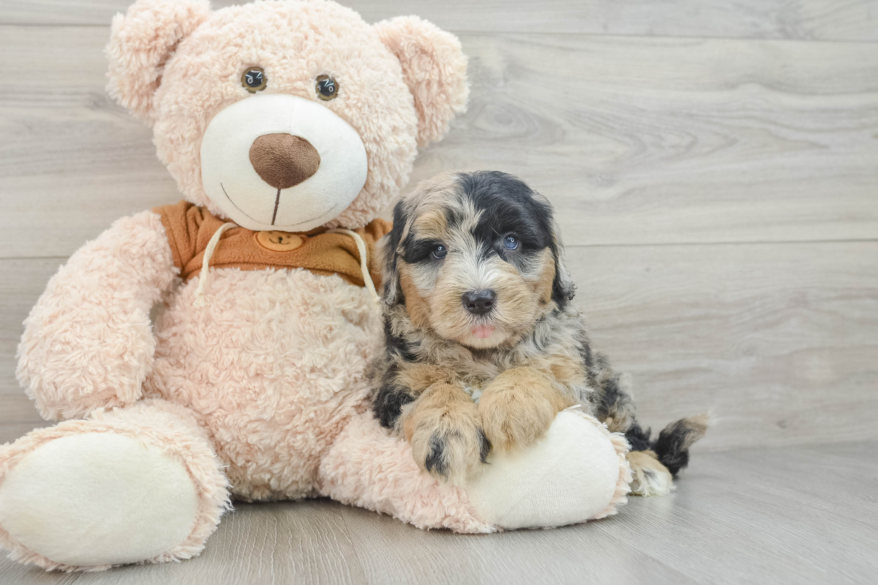 mini-sheepadoodle-monopoly-
