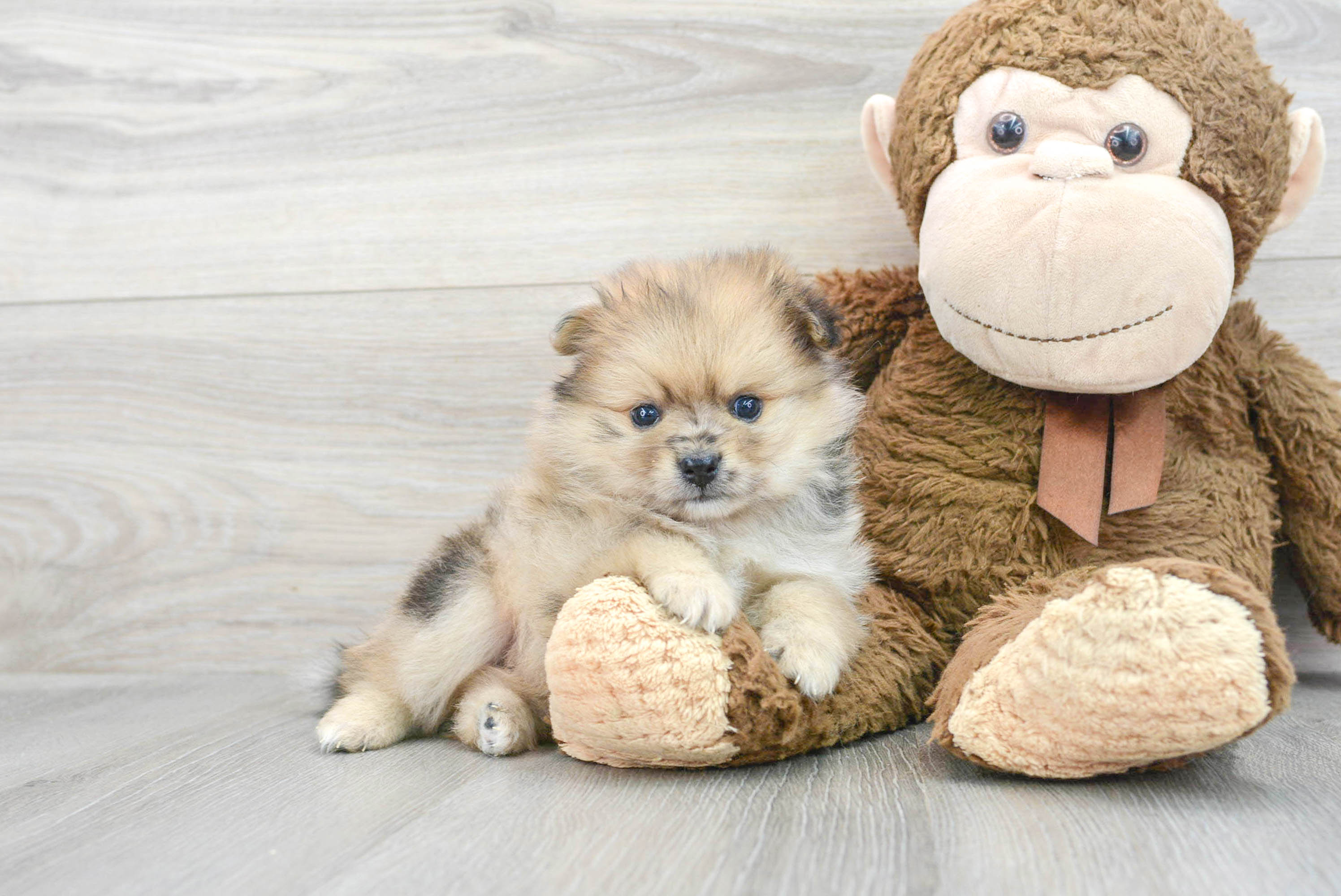 Teacup toy pom top puppies