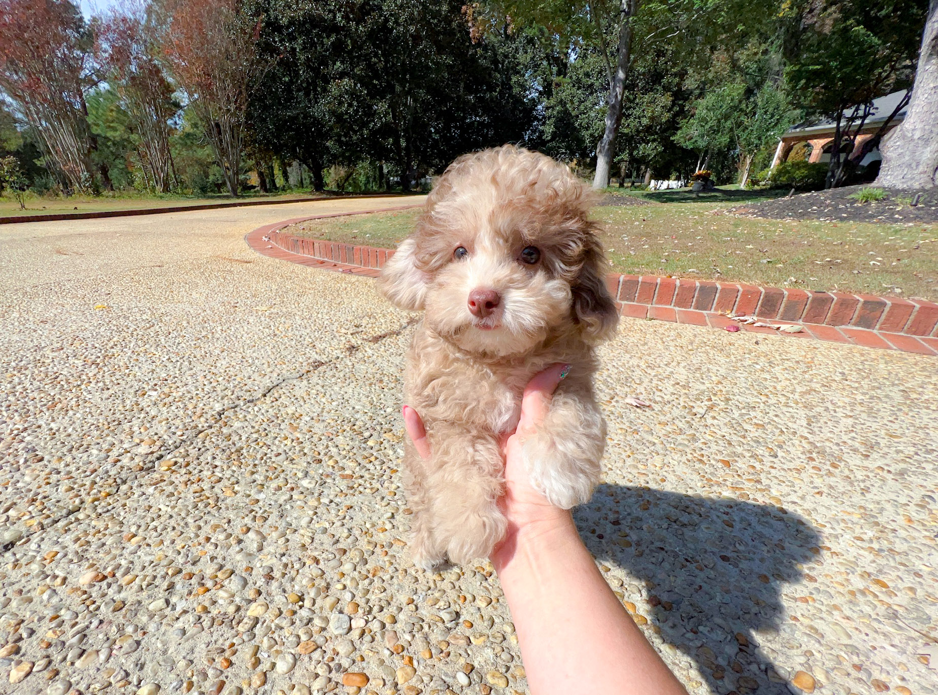 how much does a toy poodle cost uk