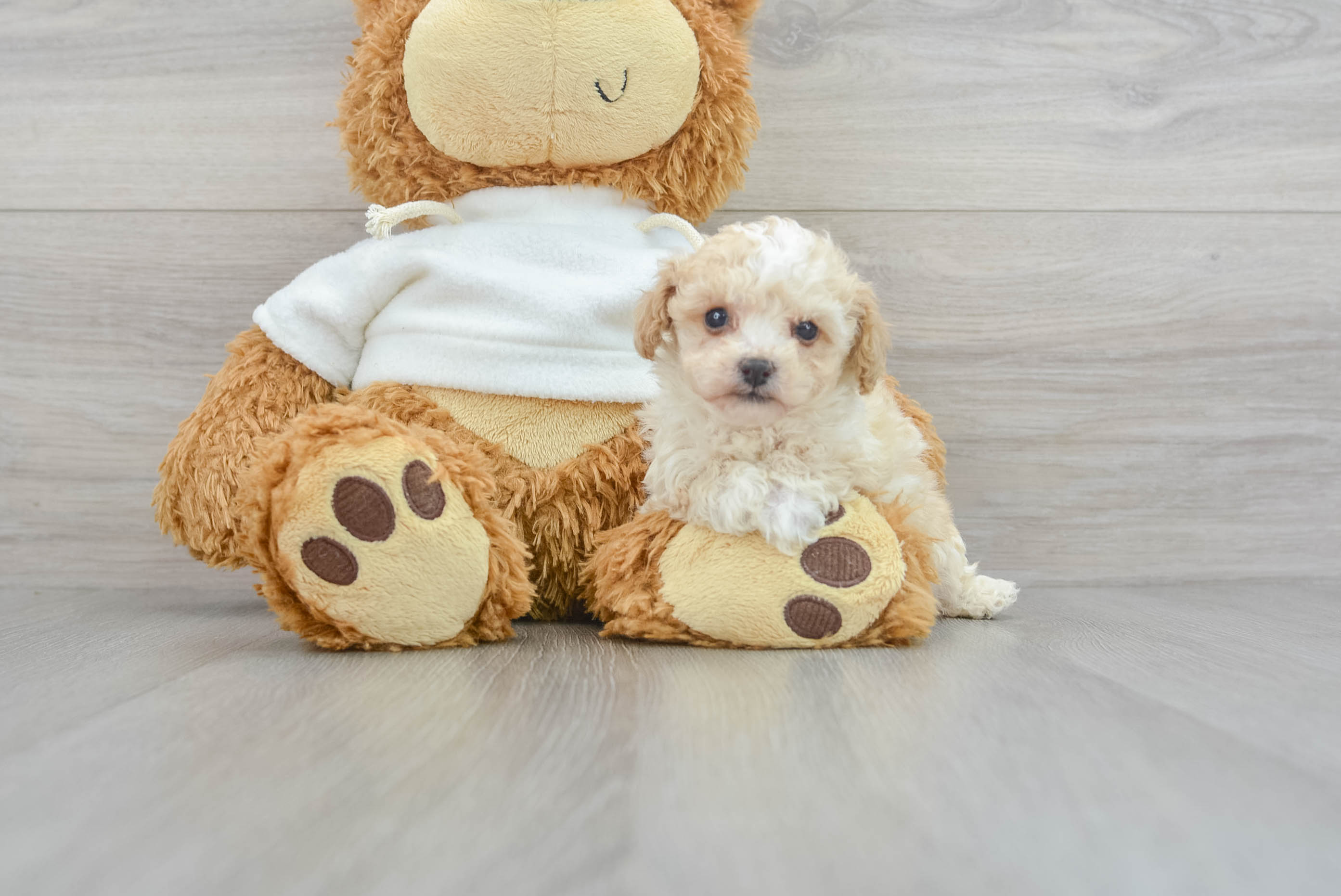 【新品未使用】erme Poodle mini tops Toy or mini poodle? : r/poodles