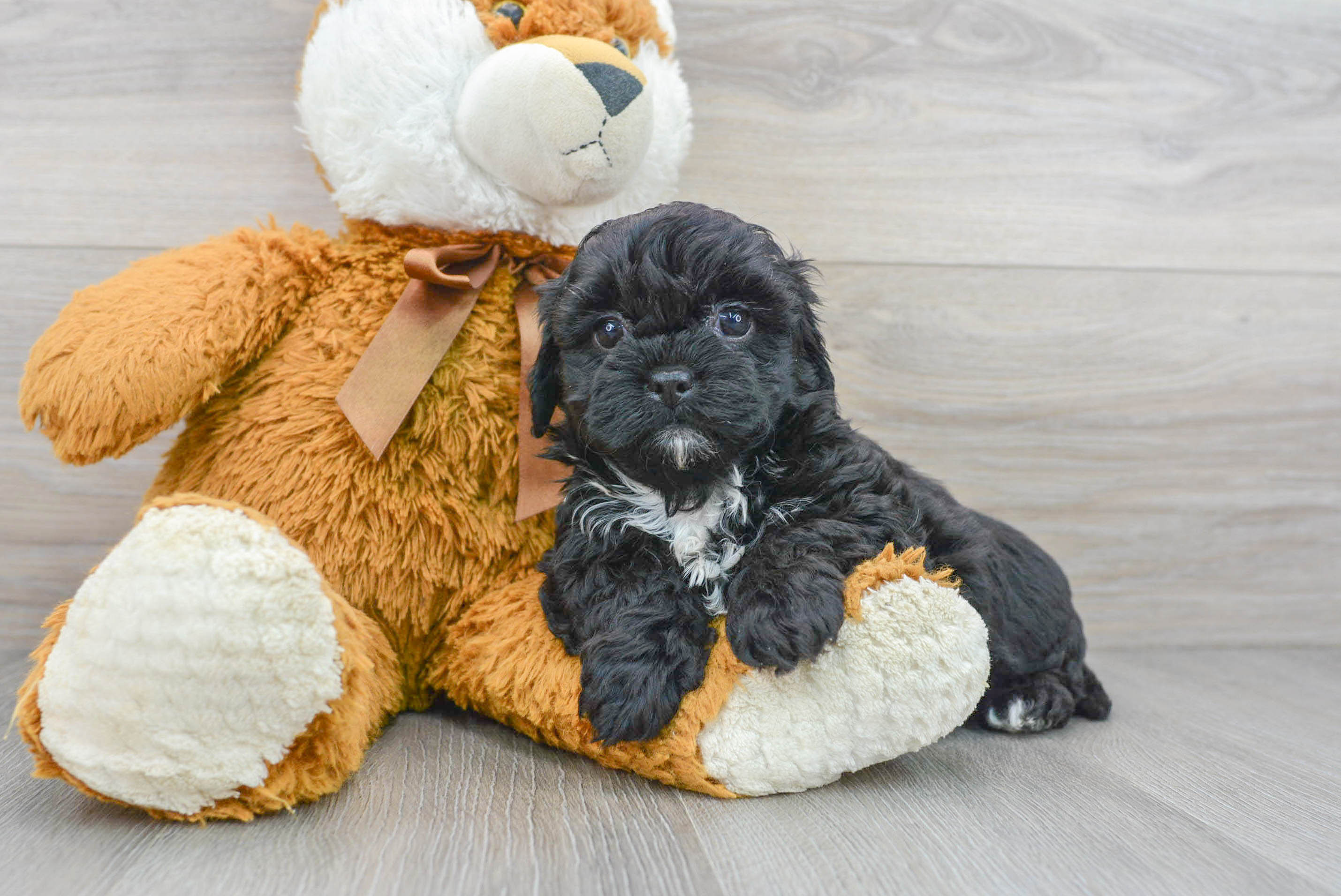 Cute Shih Poo Galaxy: 3lb 10oz Doodle Puppy