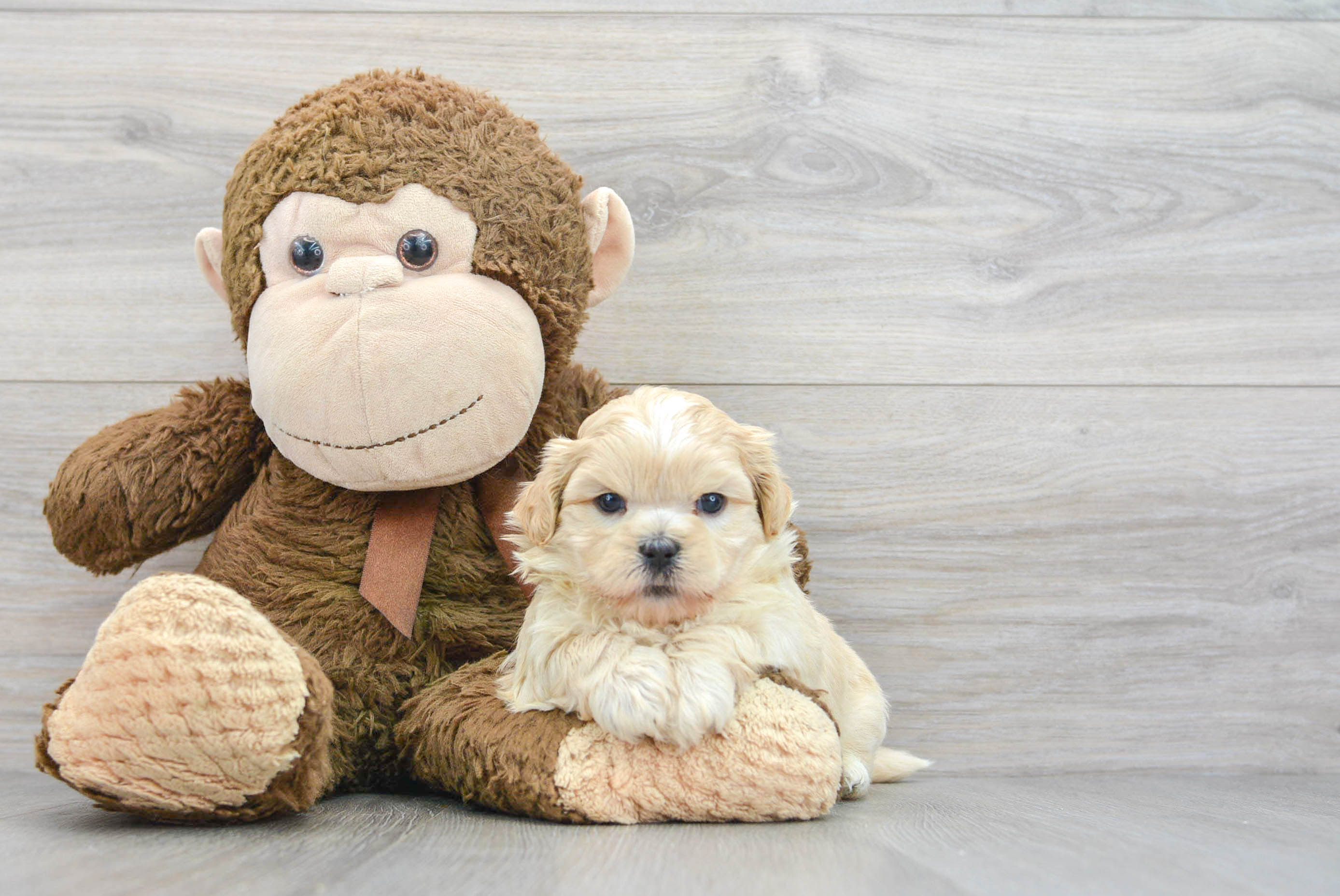 shih-poo-leah-
