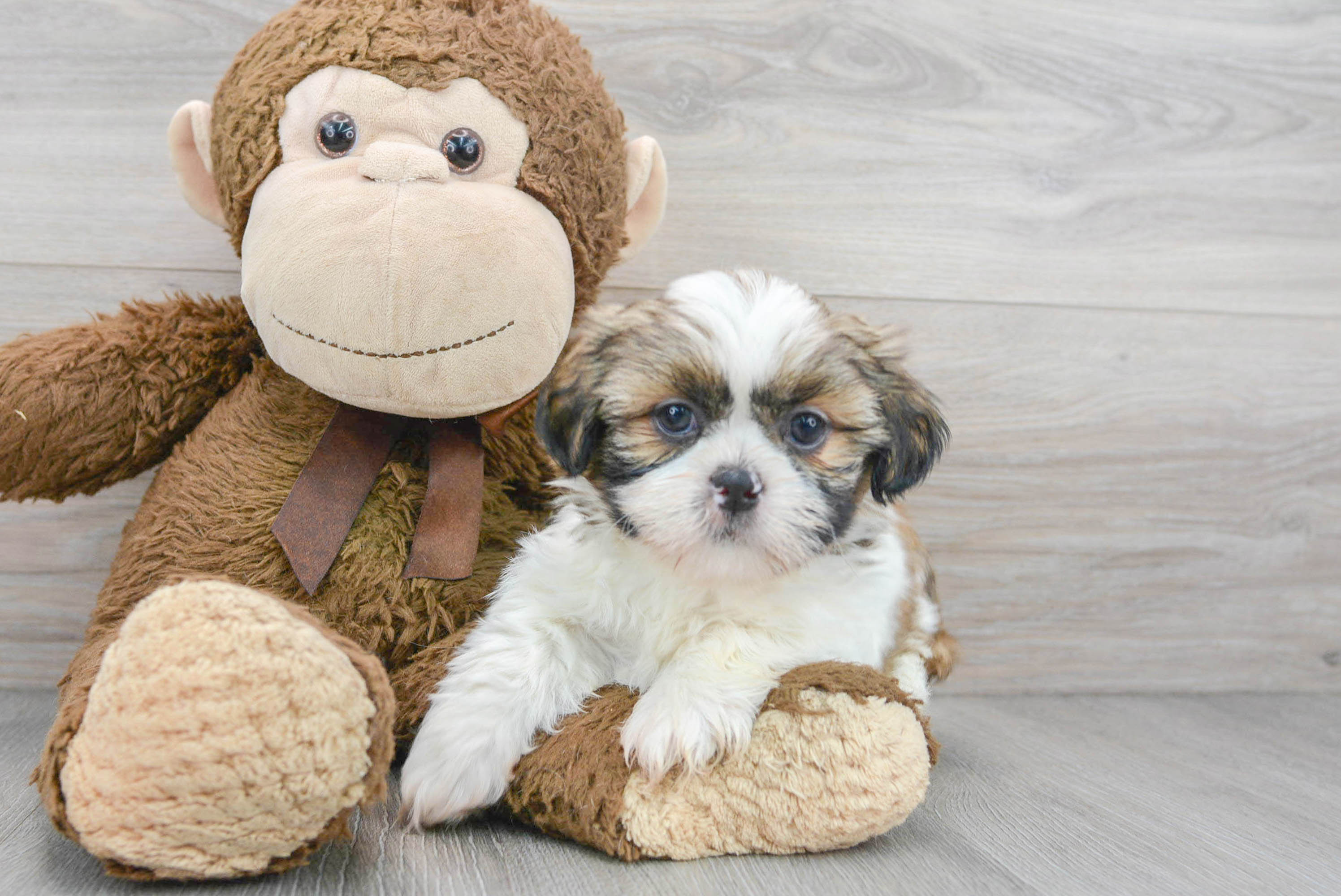 Best Toys for Shih Tzu Dogs – Furtropolis