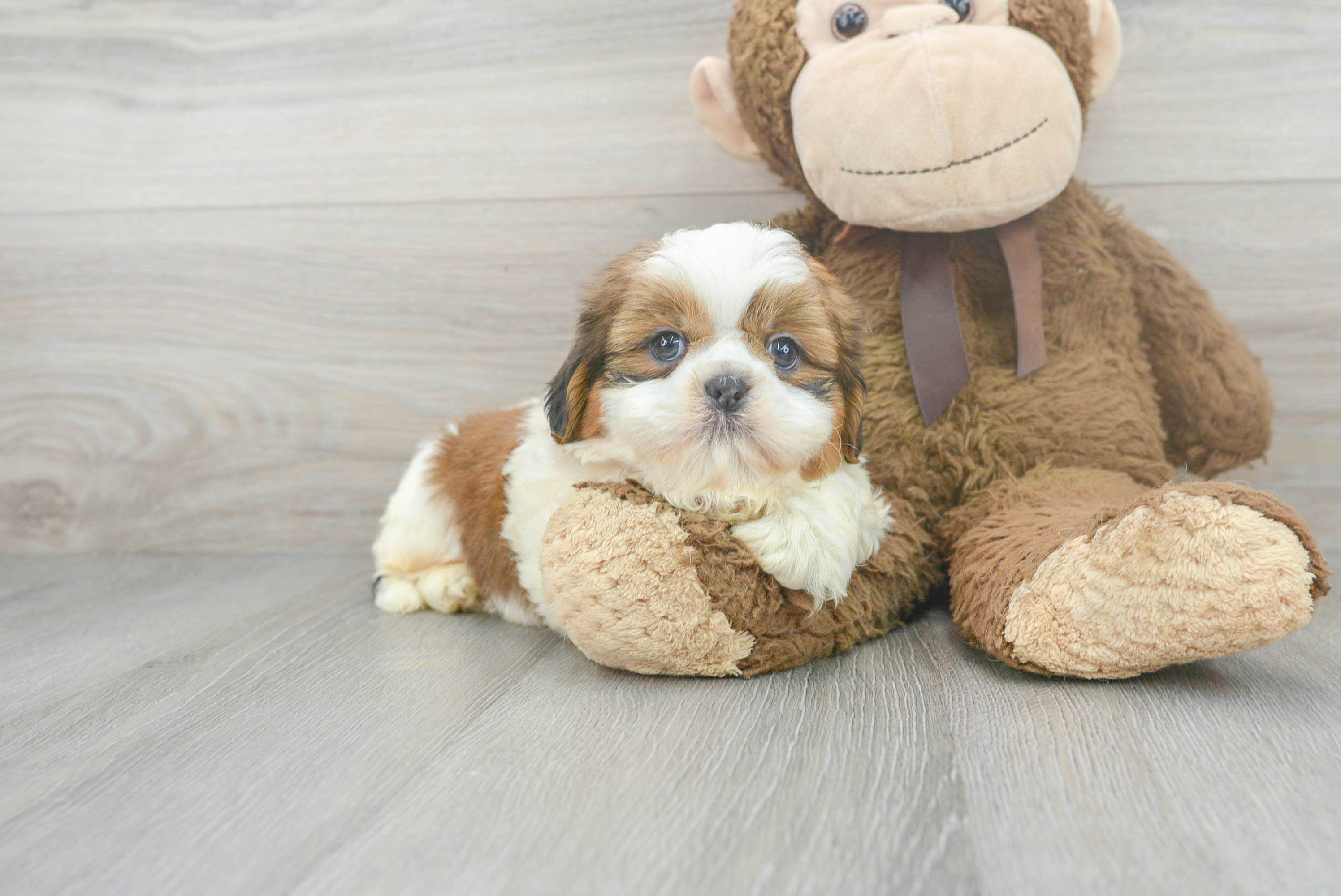 shih-tzu-xavier-
