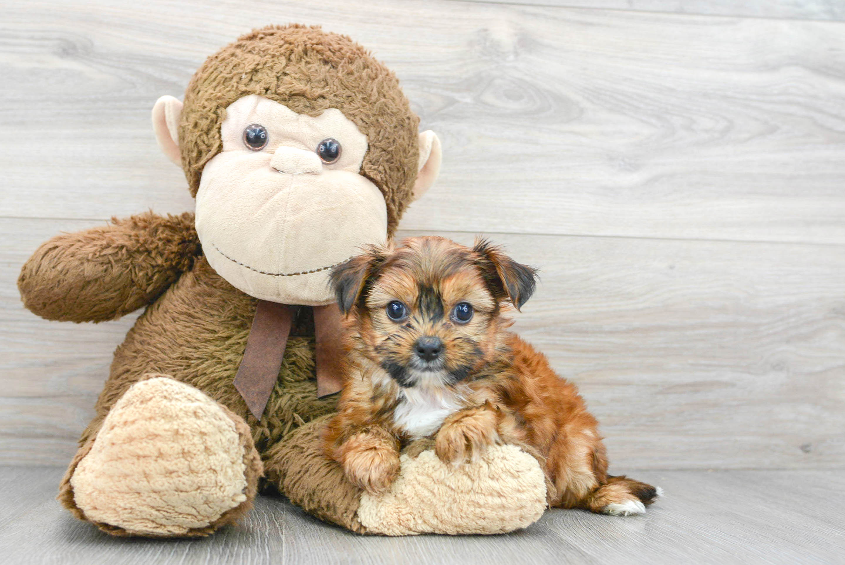 Teddy bear shorkie sale