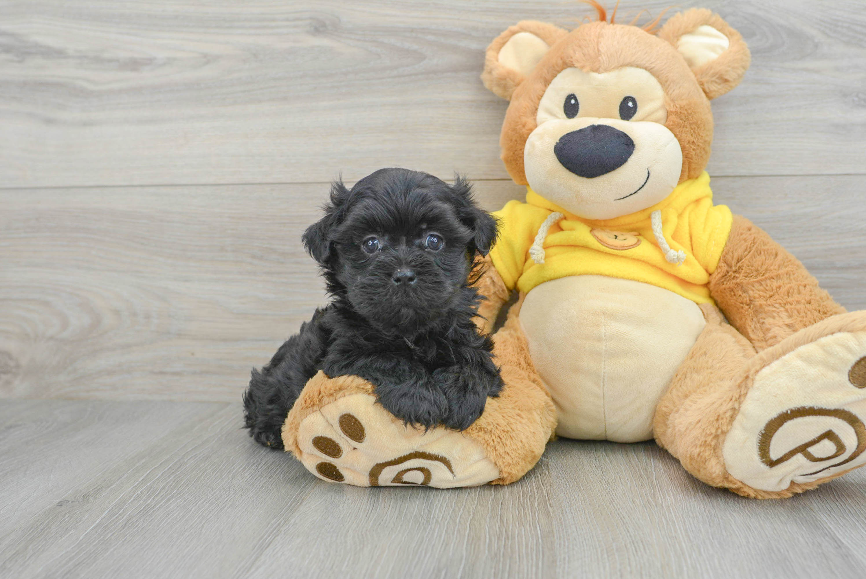 Black teddy 2025 bear puppy