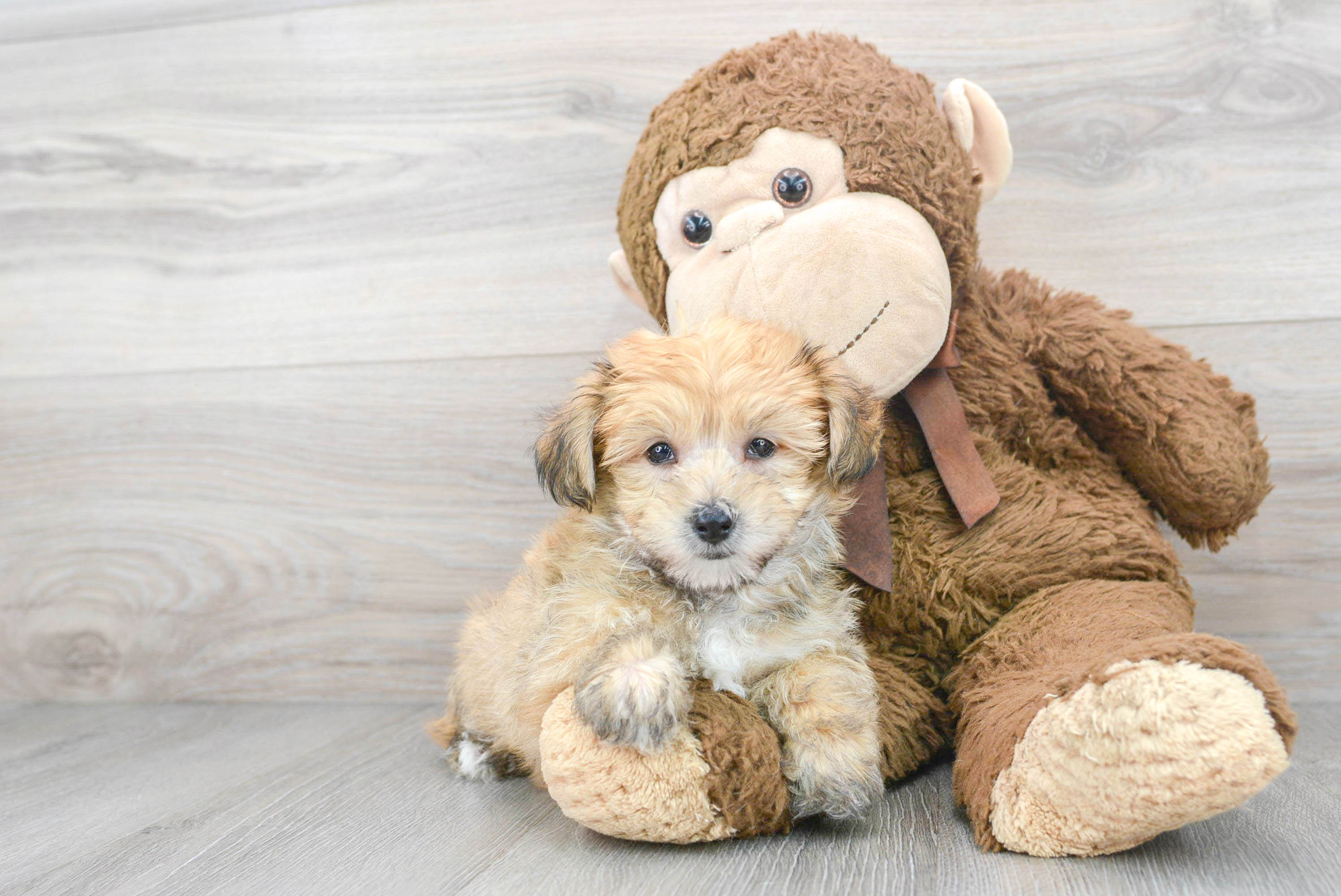 Yorkie chon puppies for sales sale