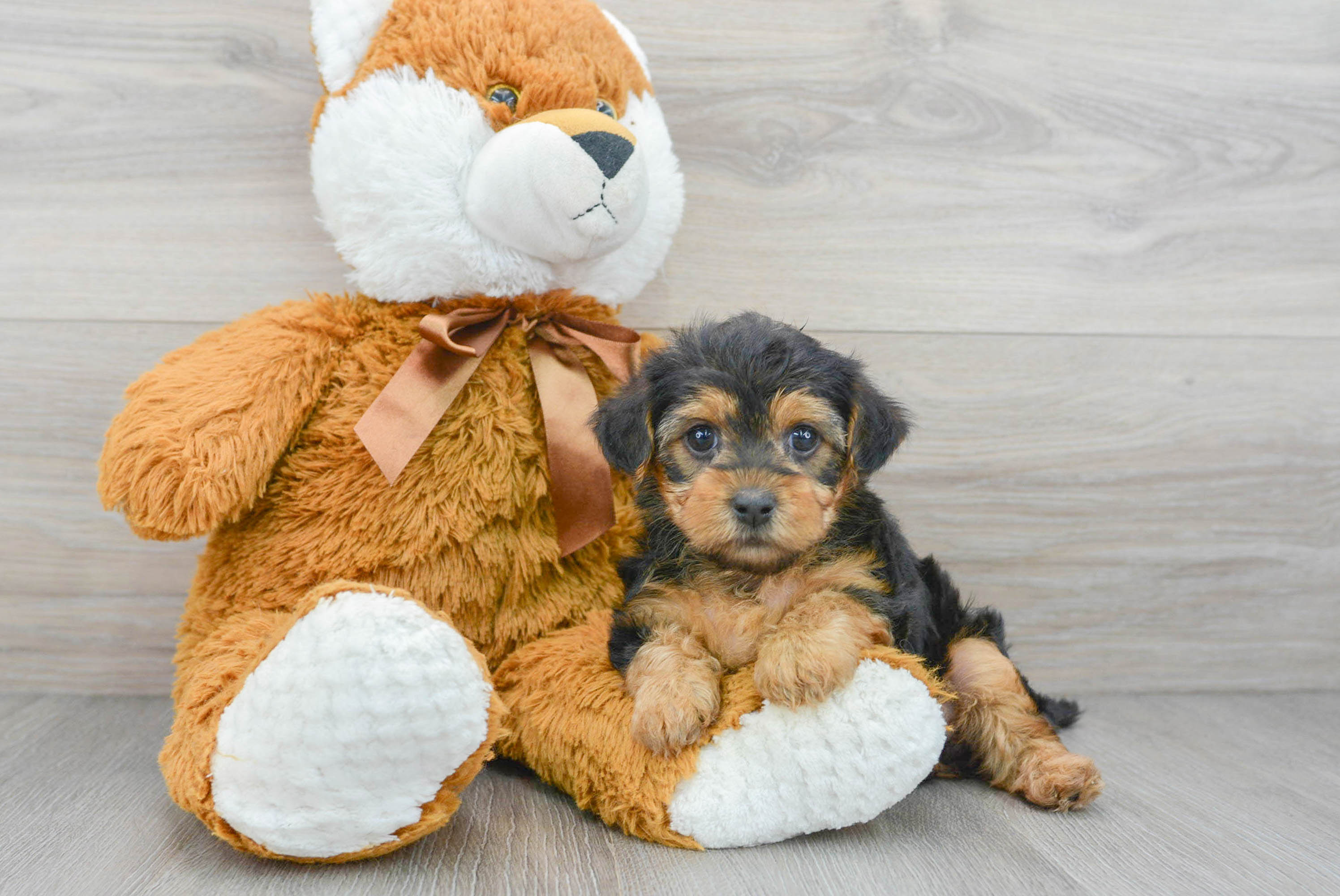 Yorkie poo 2025 stuffed animal