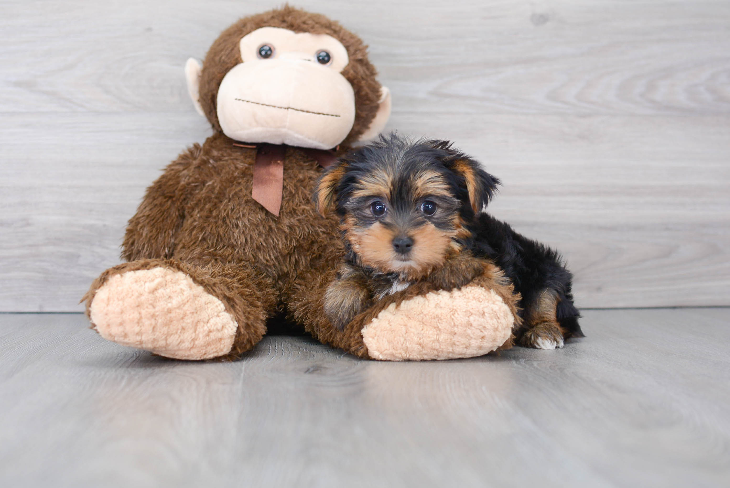 Teacup Yorkshire Terrier puppies for sale