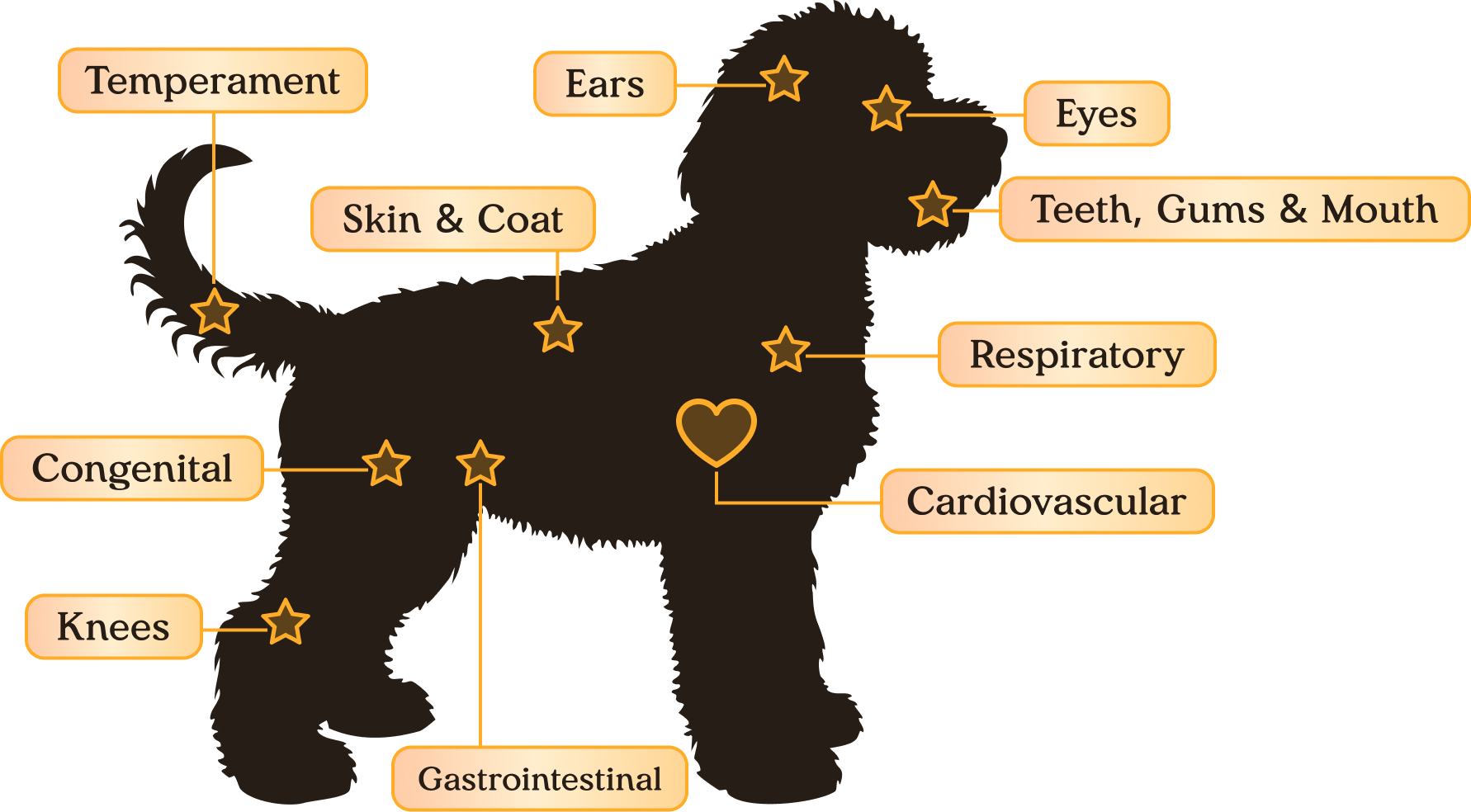 Diagram of the 12-point nose-to-tail veterinary examination areas on a puppy
