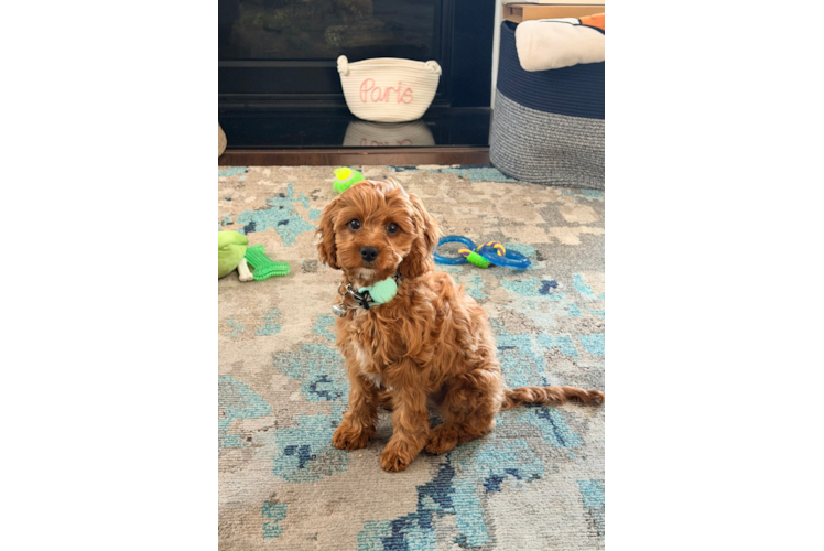 Energetic Cavoodle Poodle Mix Puppy
