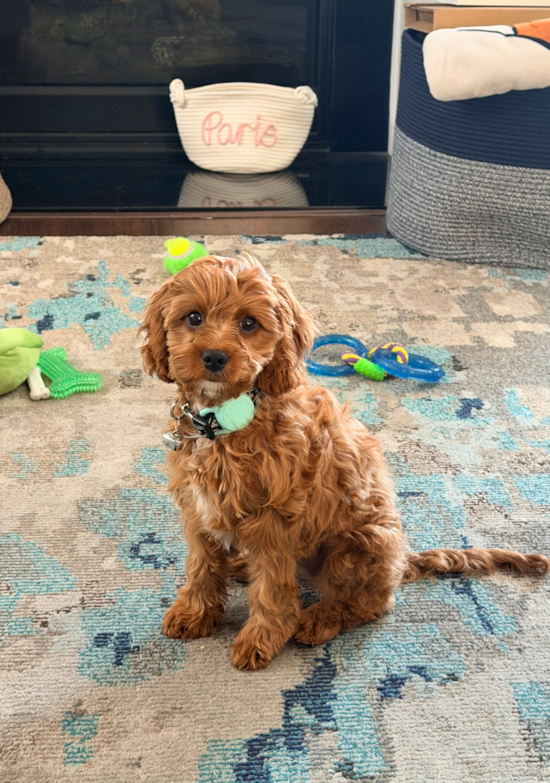 Cavapoo