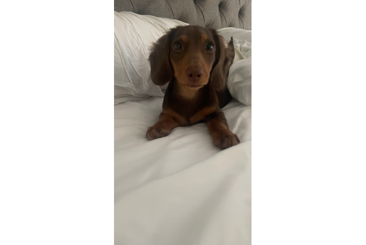 Best Dachshund Baby