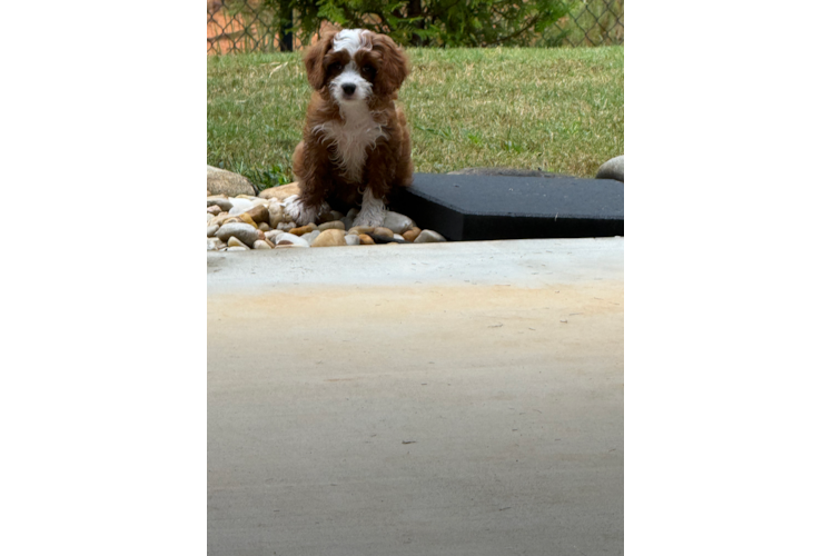 Cavapoo Pup Being Cute