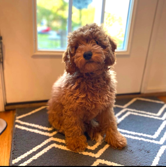 Mini Goldendoodle