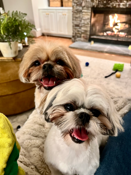 Shih Tzu