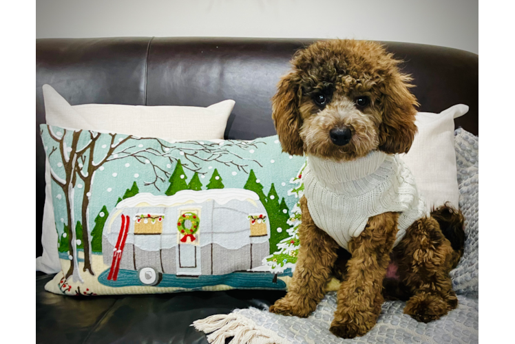 Cavapoo Puppy for Adoption