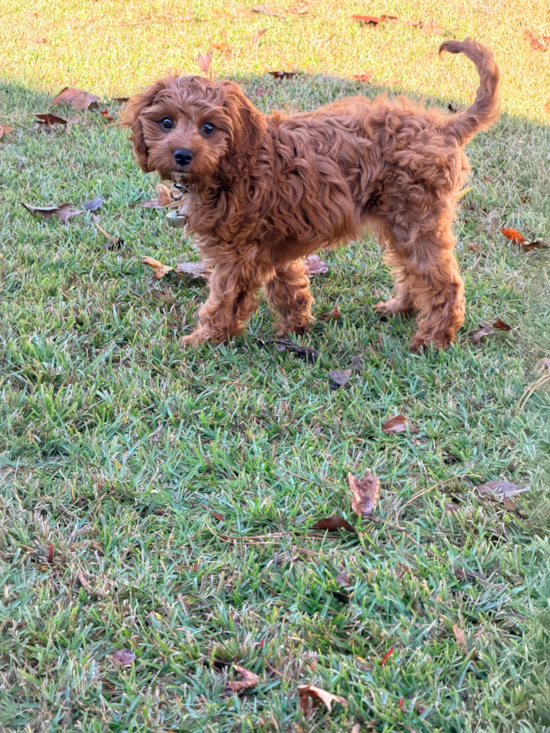 Cavapoo