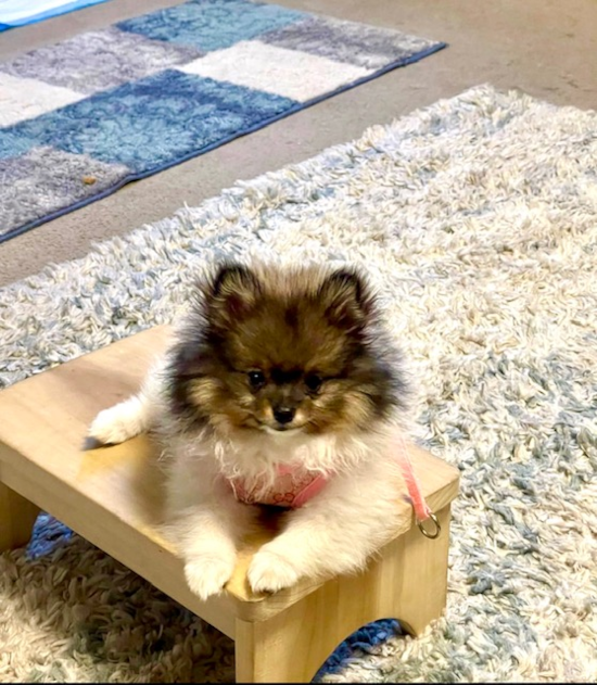 Pomeranian