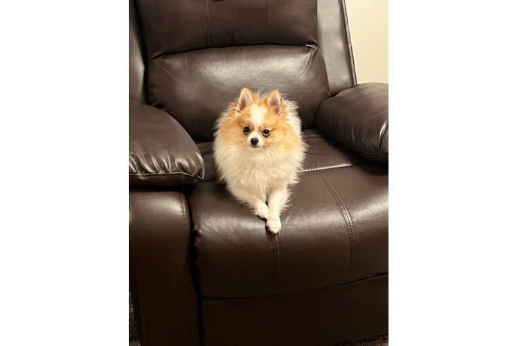 Pomeranian Puppy for Adoption