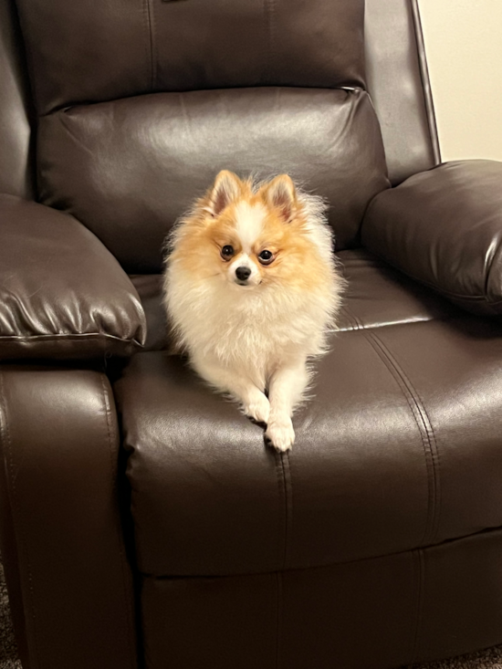 Pomeranian