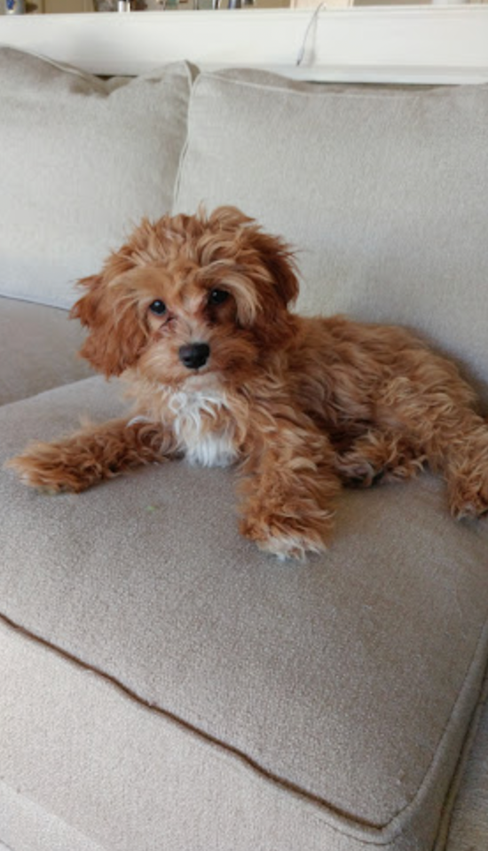 Cavapoo